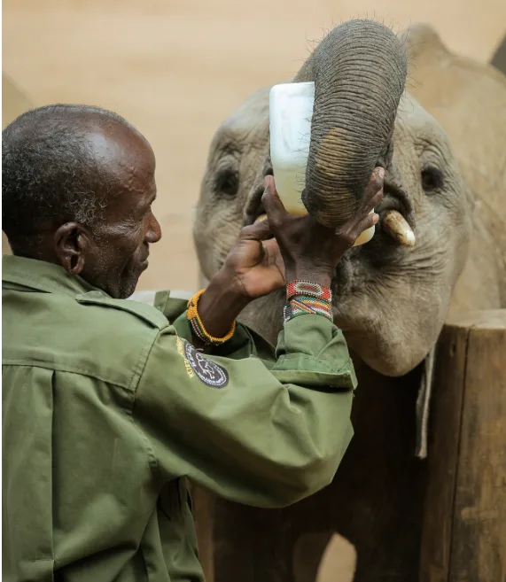 Nairobi Animal Orphanage