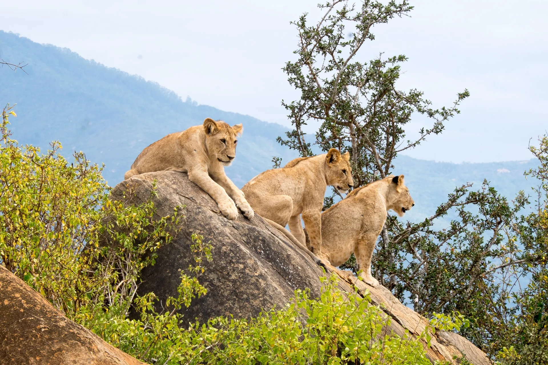 Young lions on a rocky kopje