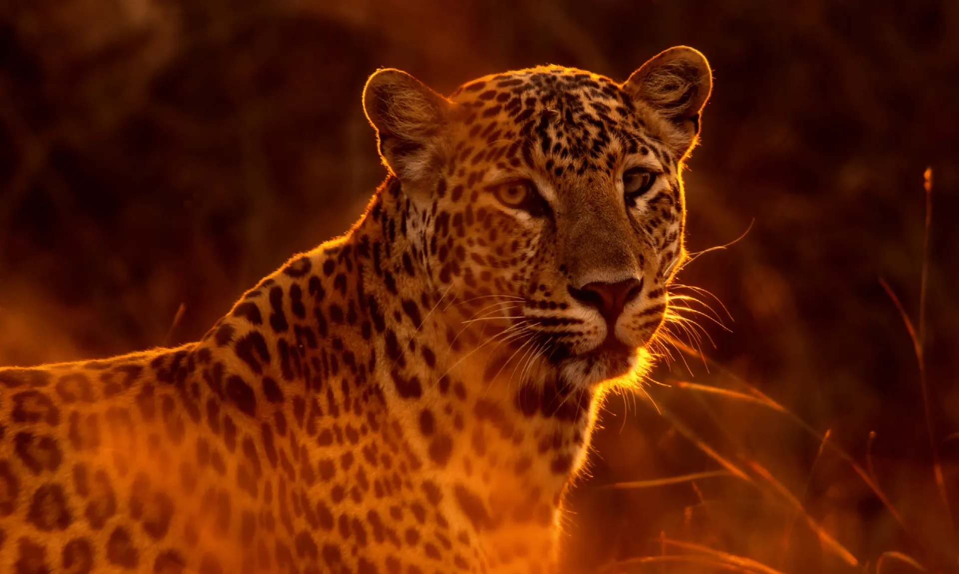 Leopard portrait glowing in warm evening light
