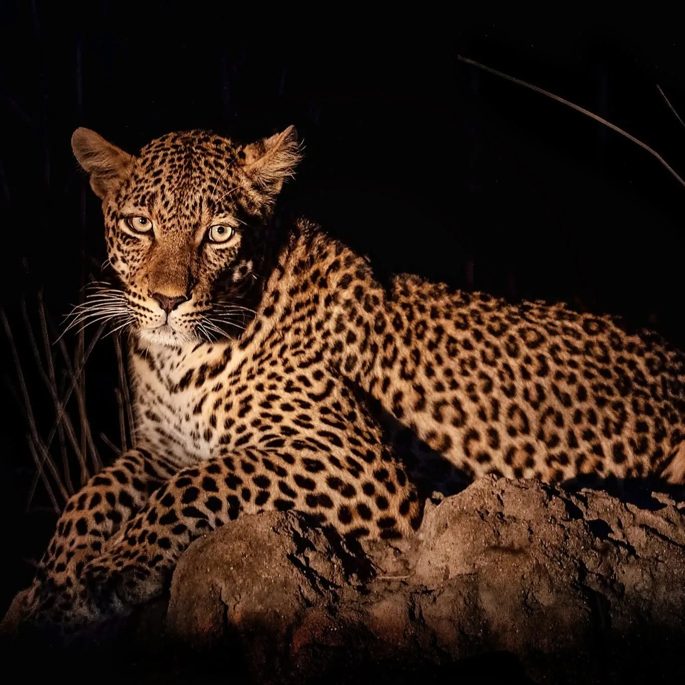 Samburu