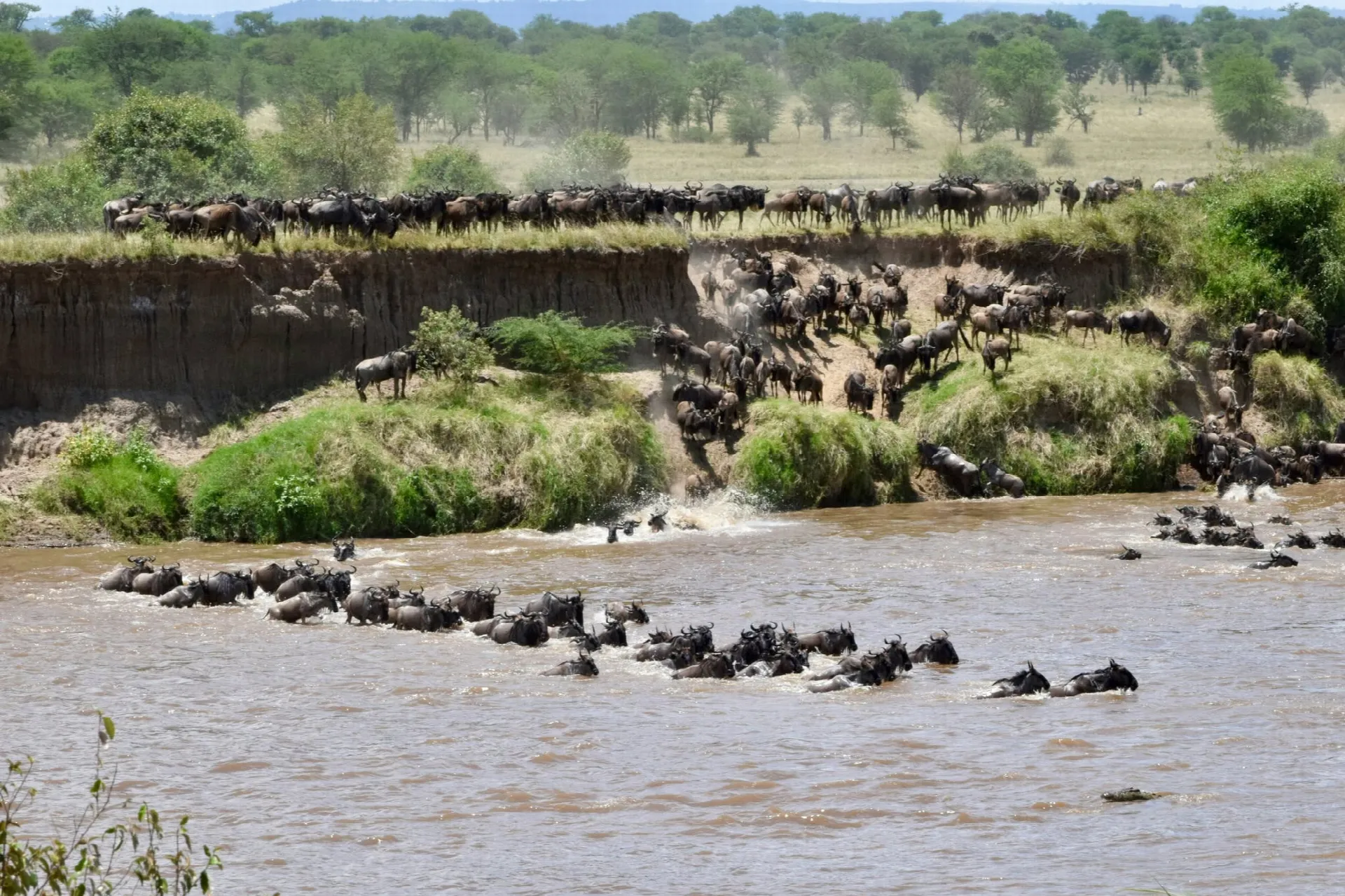 Masai Mara