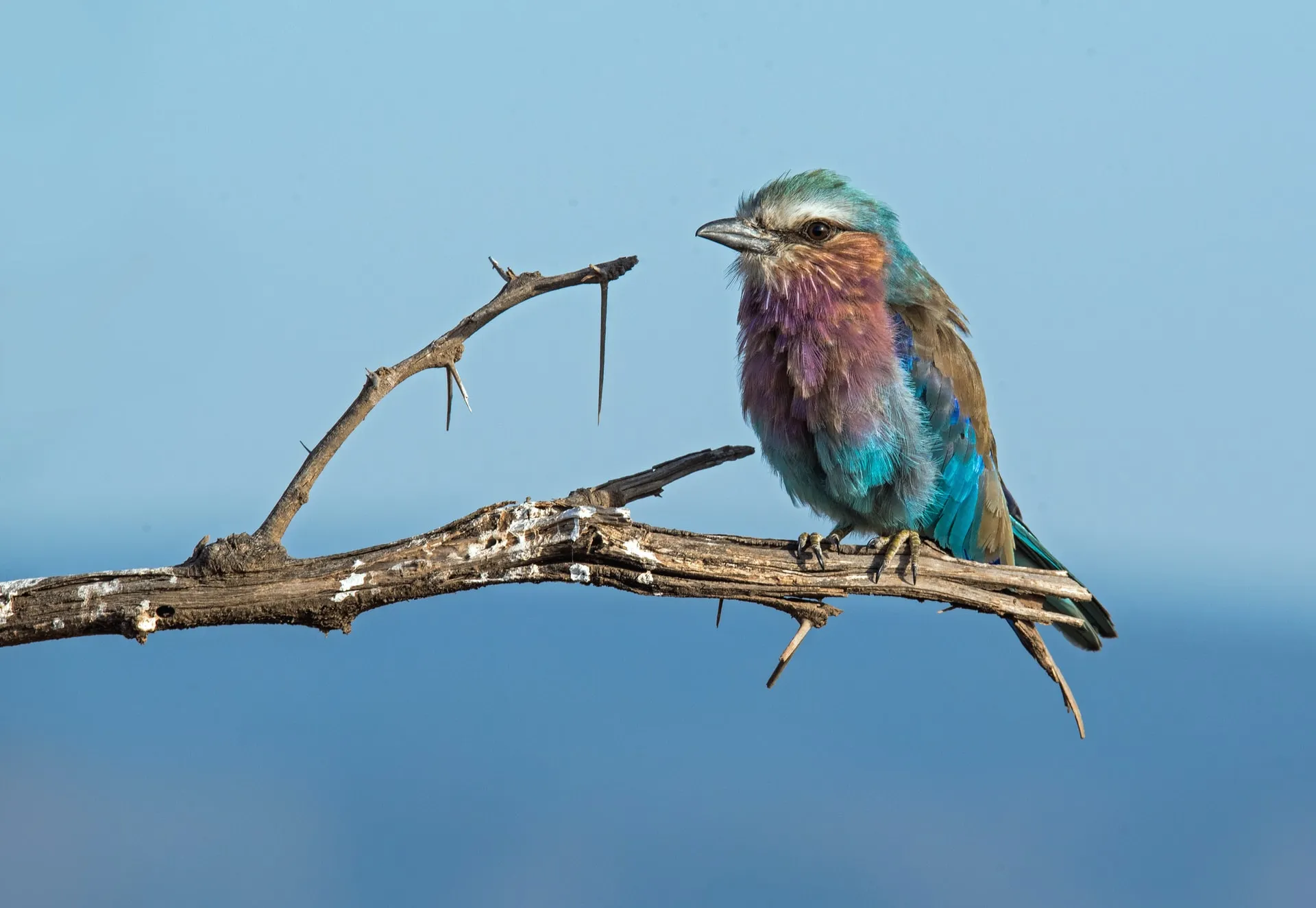 Lake Nakuru