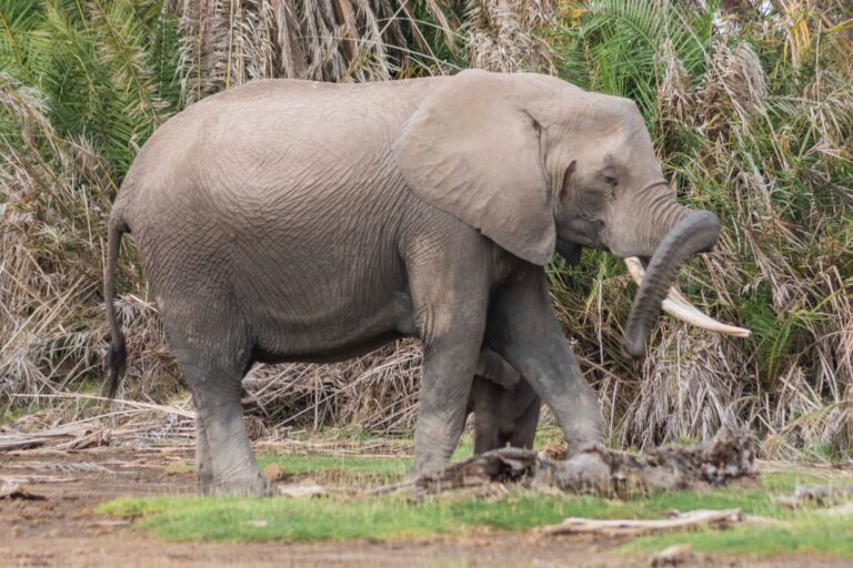 elephant-amboseli