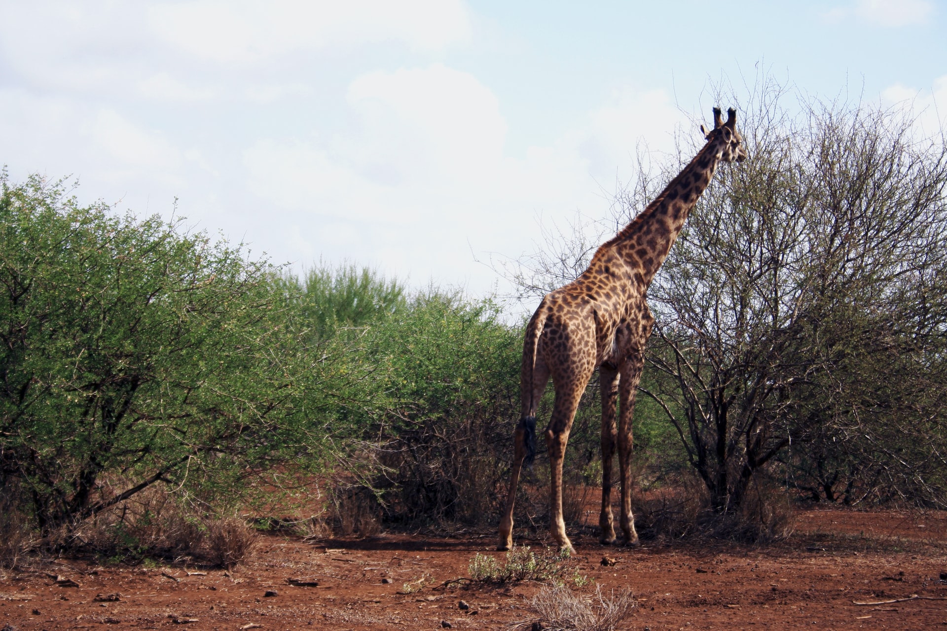 giraffe-amboseli