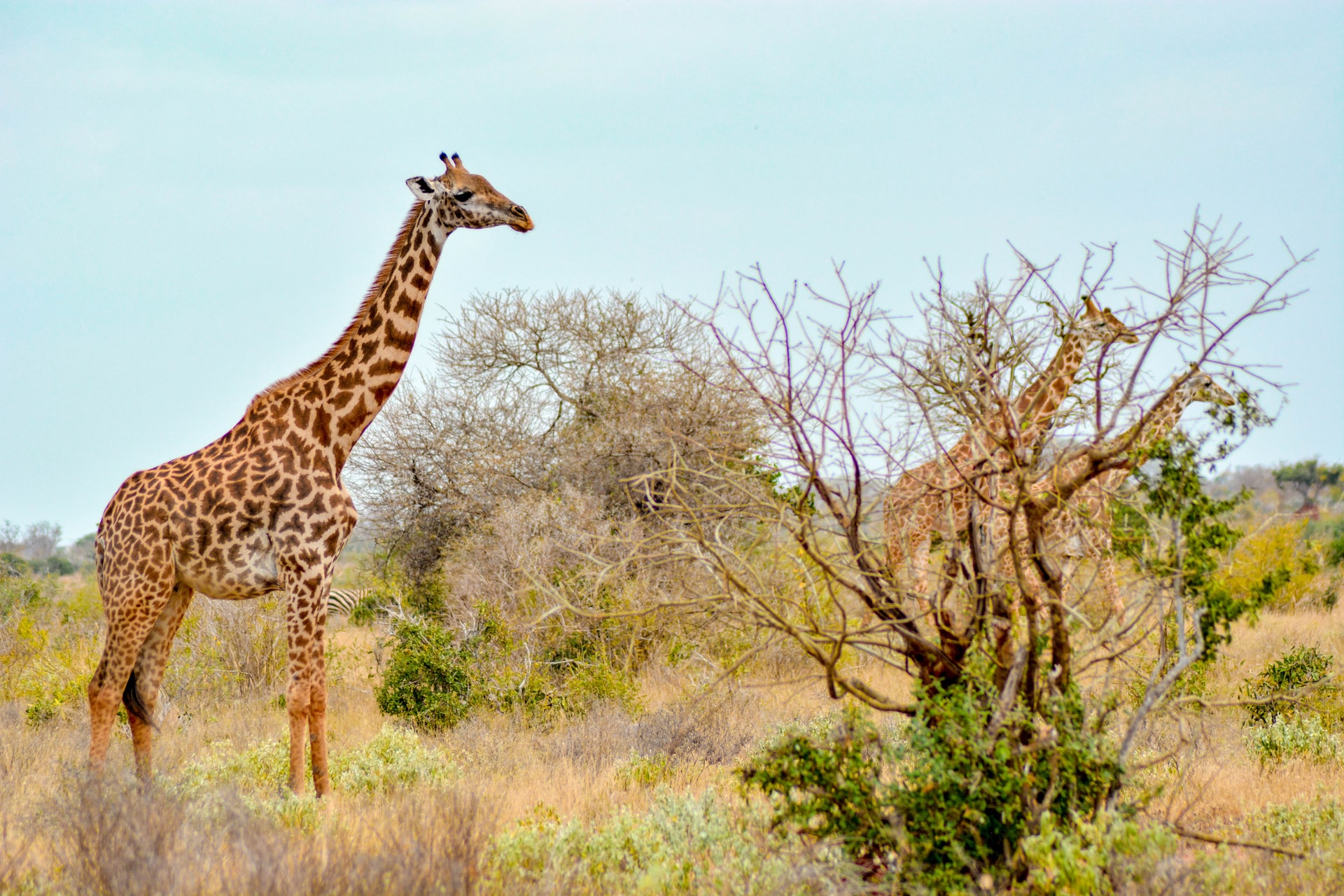 girrafe
