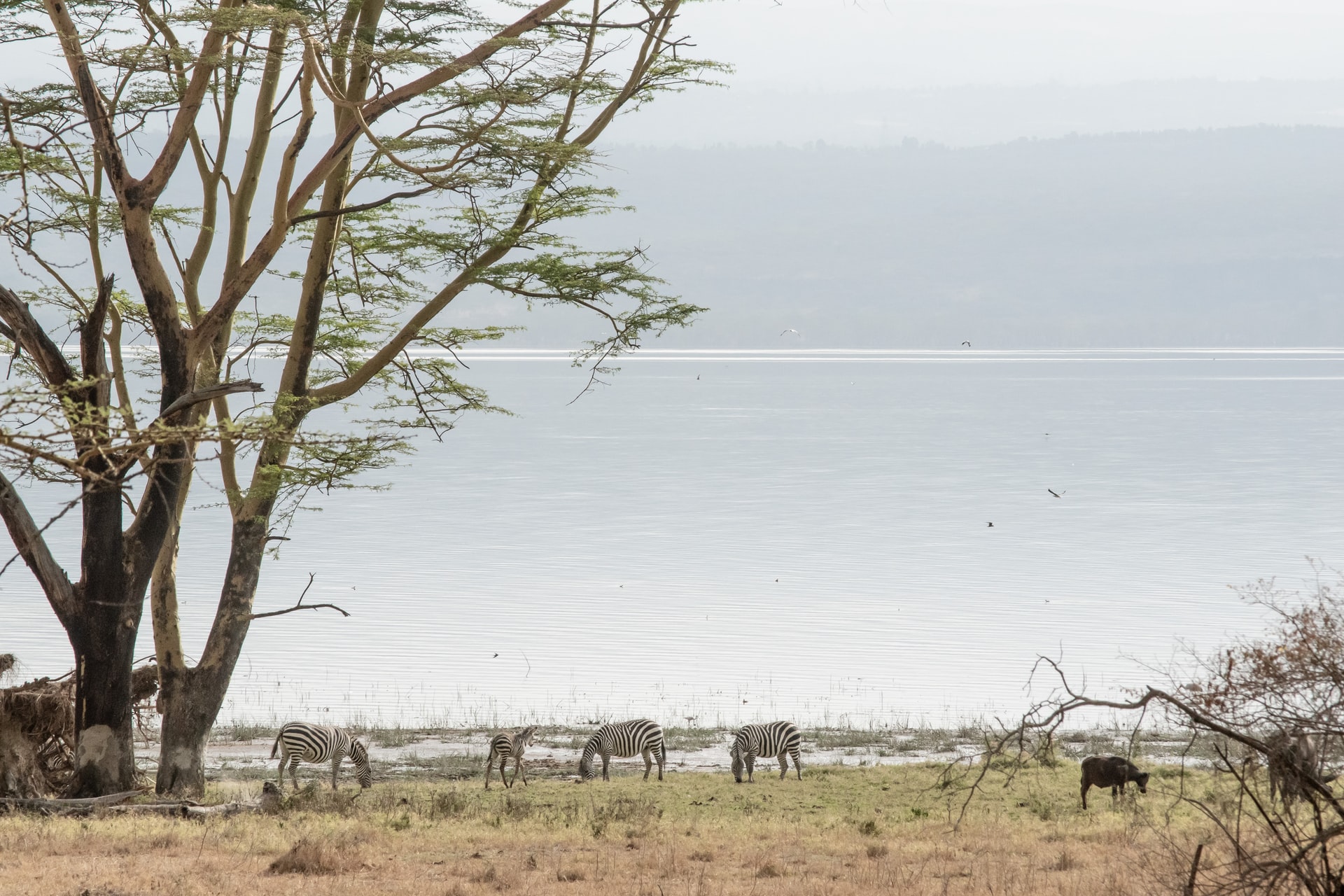 lake nakuru2