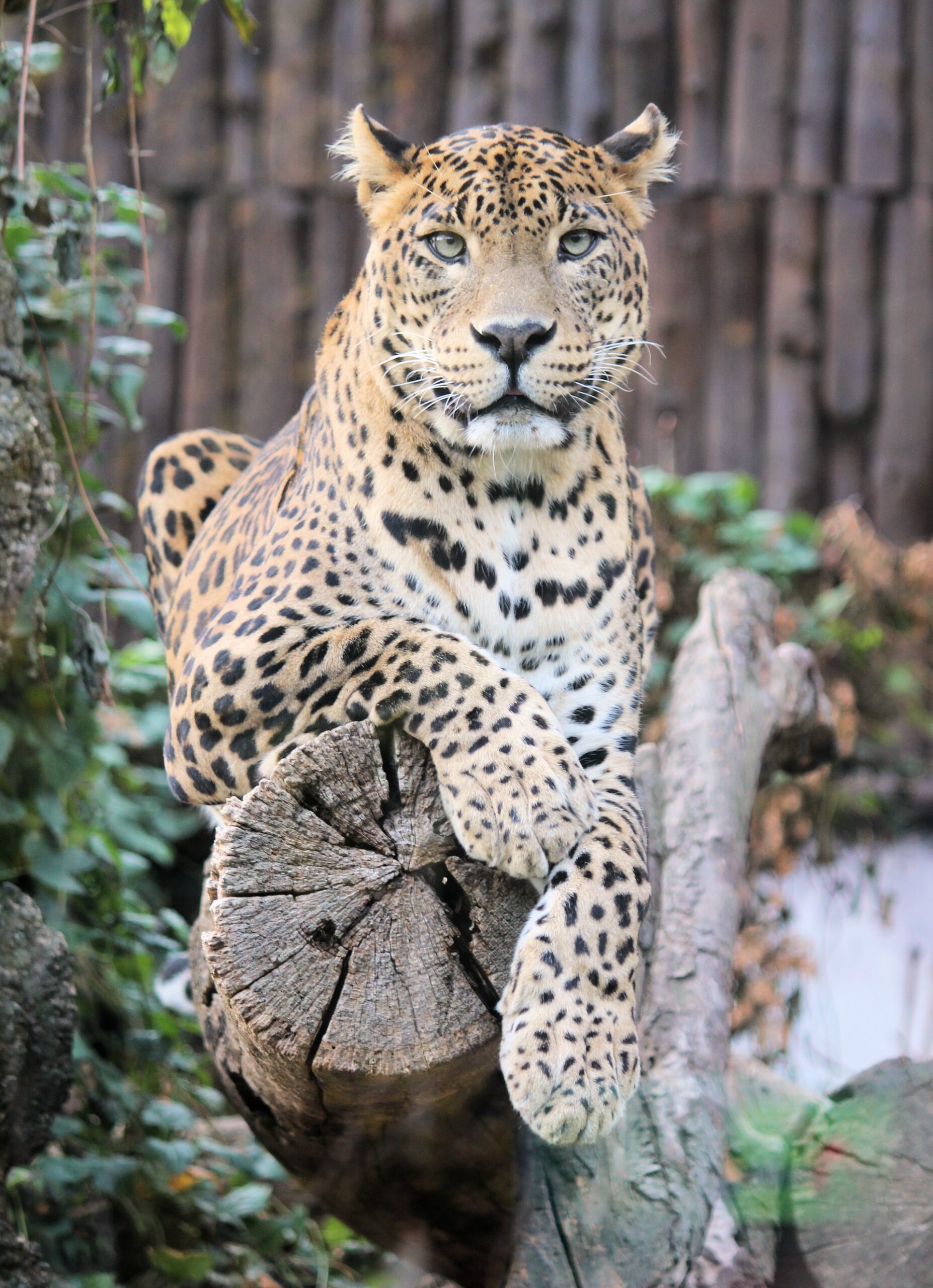 leopard-nnp