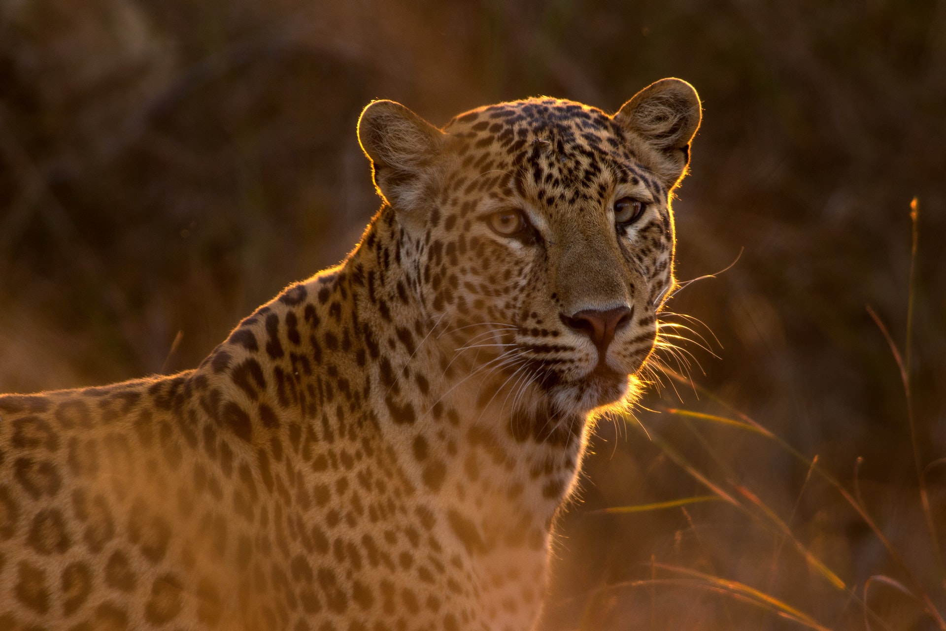 leopard