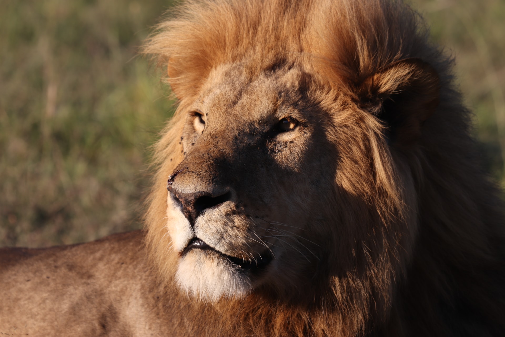 lion-masai mara