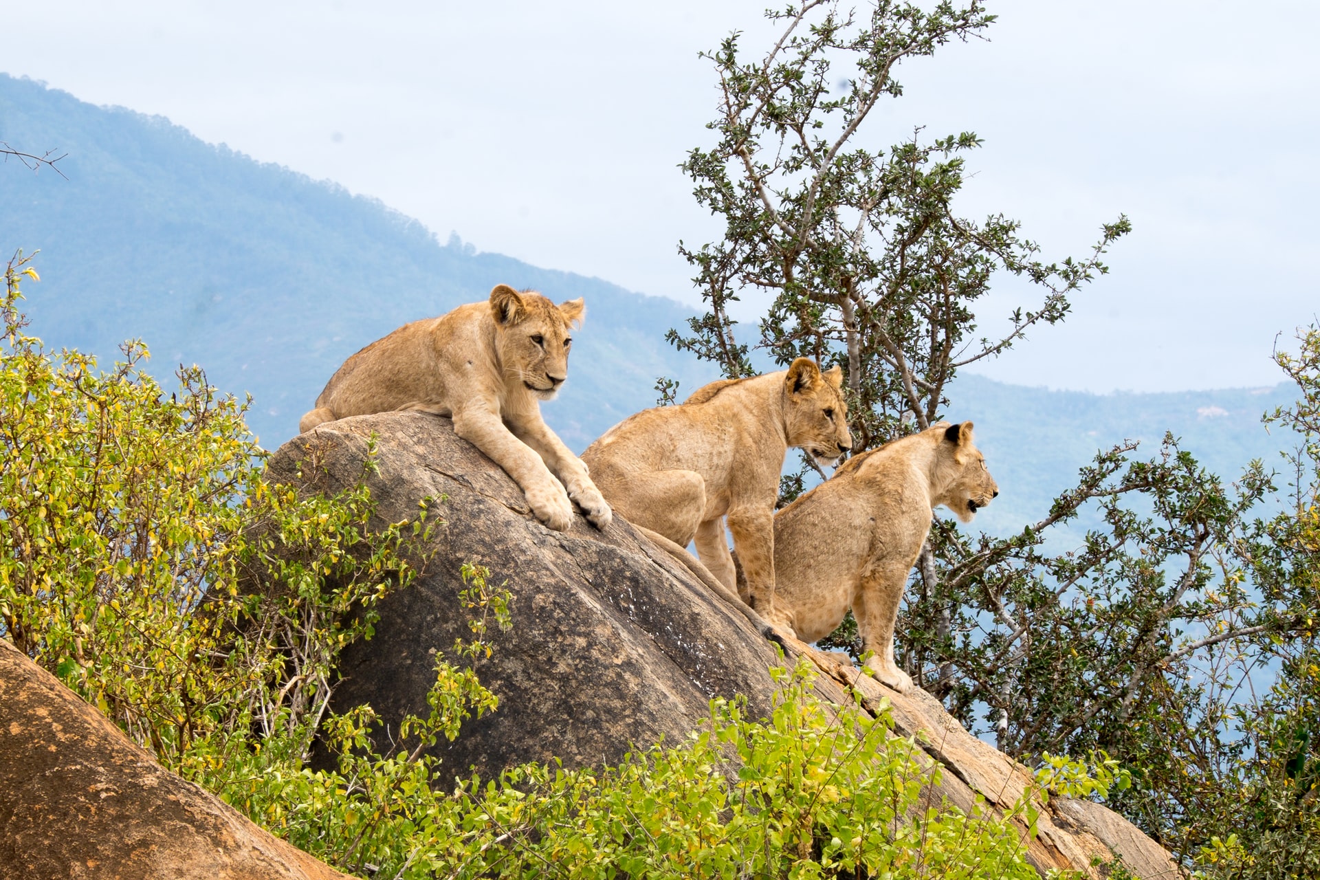 lion-tsavo