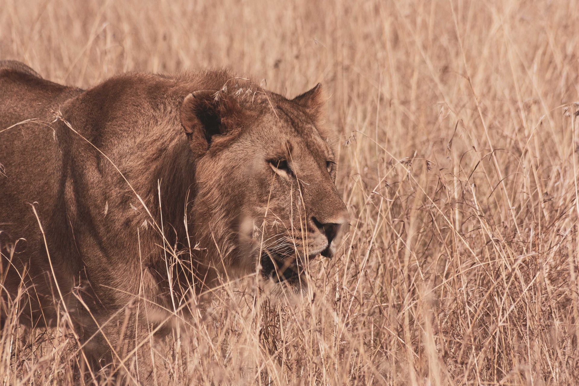 masai mara banner