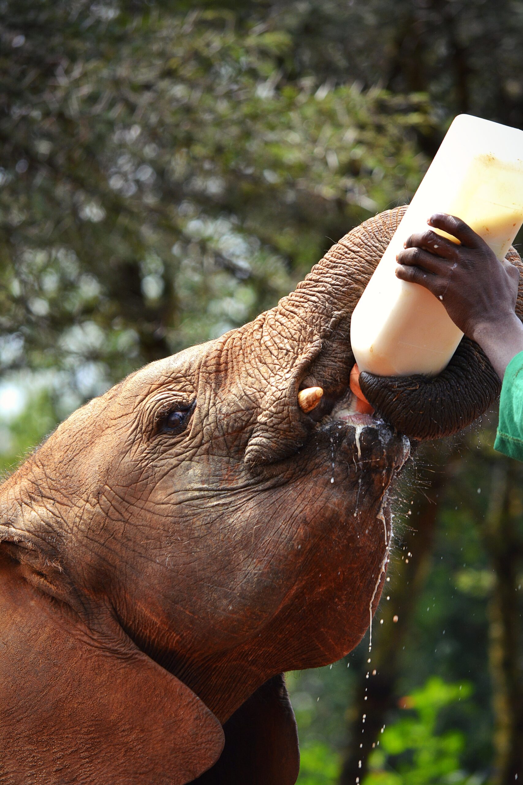 nairobi animal orphanage