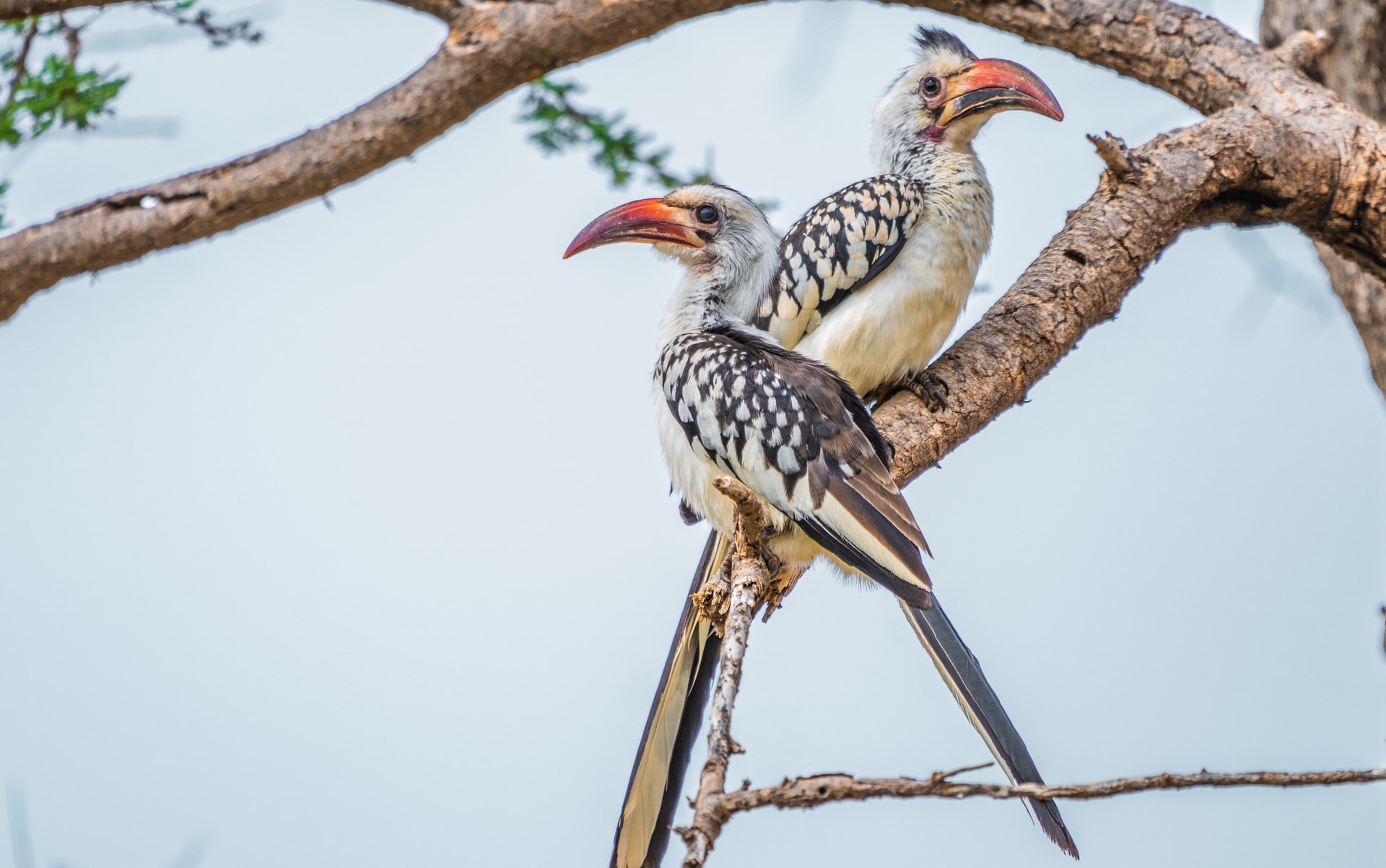 samburu birdlife