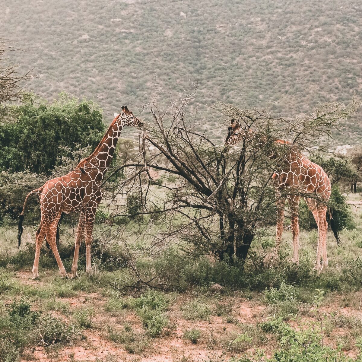 samburu national reserve