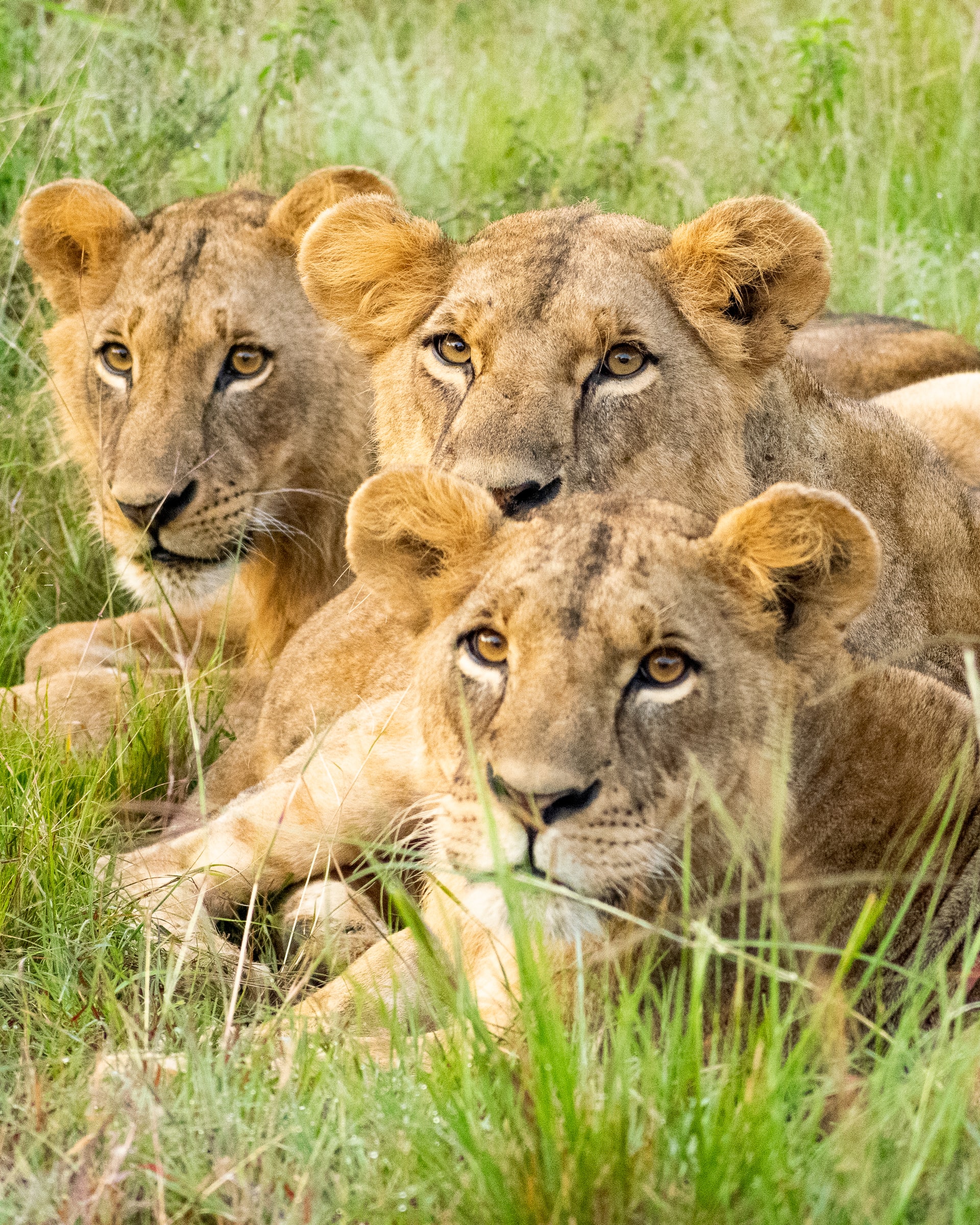 samburu3