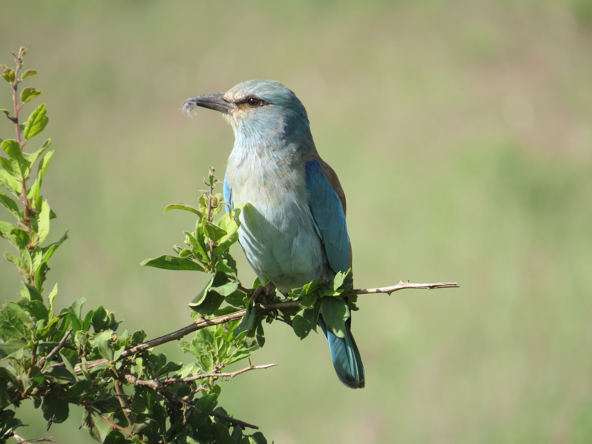tsavo west2