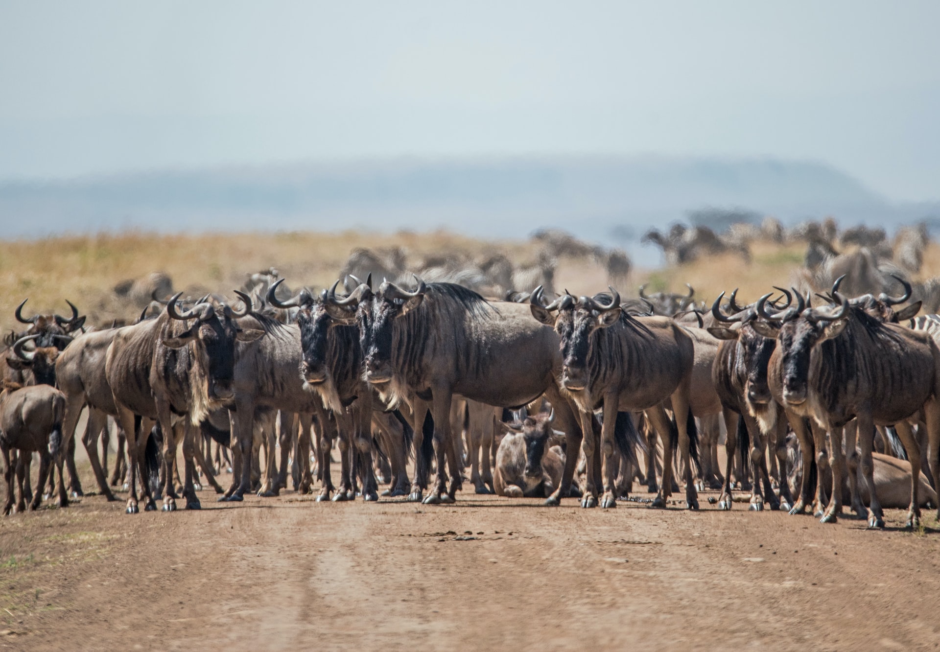 wildebeset-masai mara