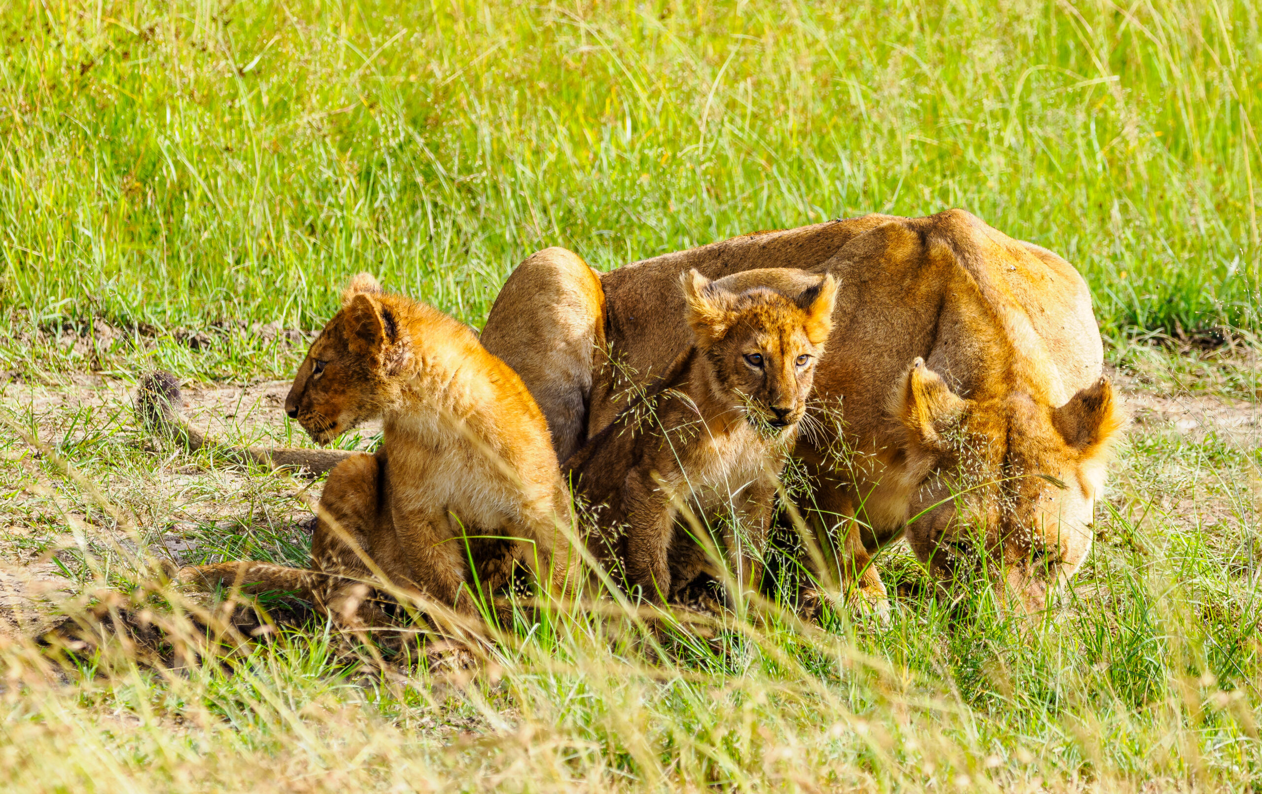 SAFARI TOURS