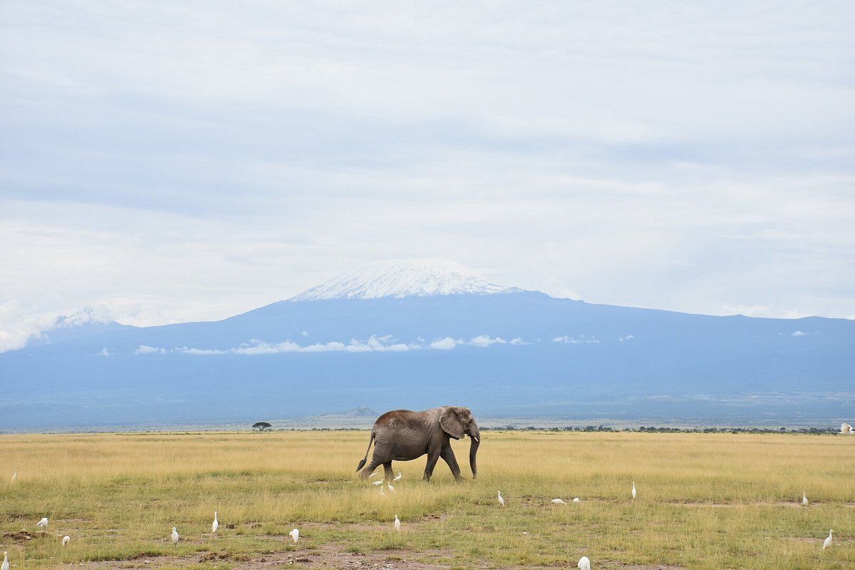 2 Days Amboseli Safari