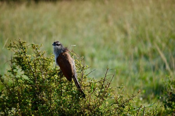 bird-masai mara