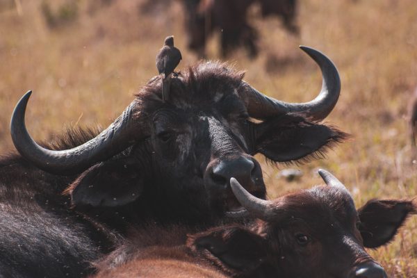 buffalo-masai mara