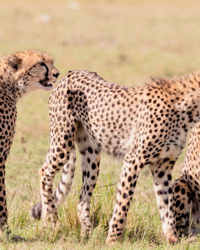 leopard-masai mara