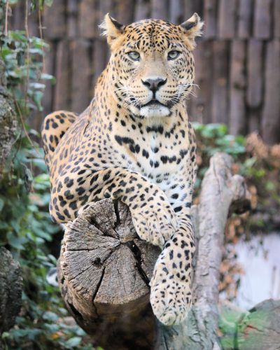 leopard-nnp