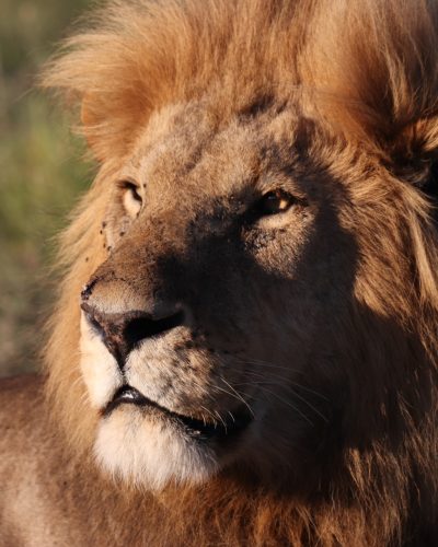 lion-masai mara
