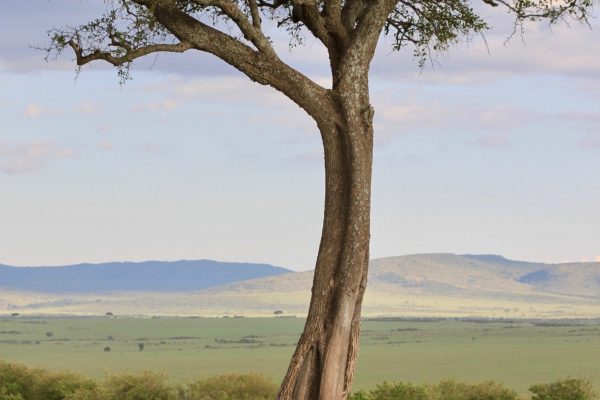 masai mara landscape