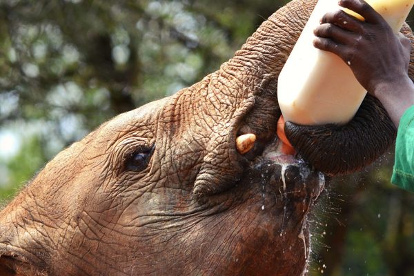 nairobi animal orphanage
