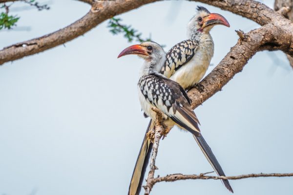 samburu birdlife