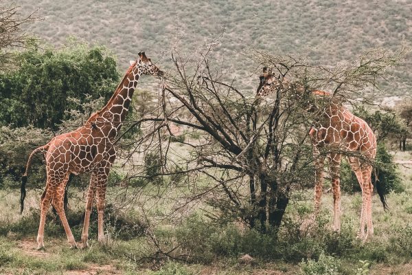 samburu national reserve