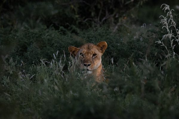 tsavo-lion