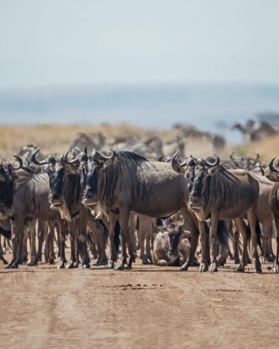 wildebeset-masai mara